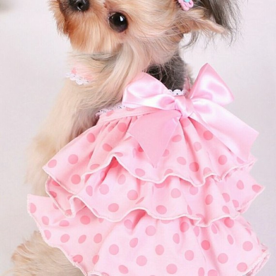 https://kvdesigners.com/products/pet-dress-32