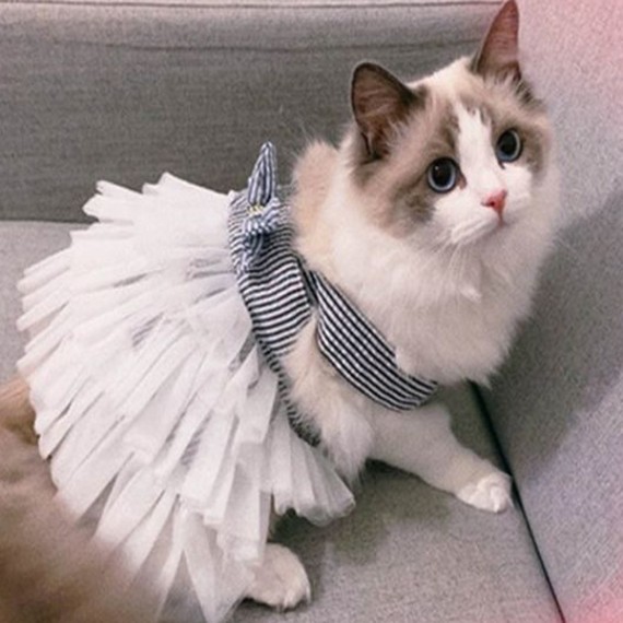 https://kvdesigners.com/products/pet-dress-008